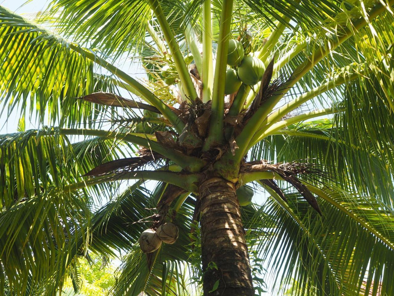 Coconut Bungalow Nai Yang Экстерьер фото